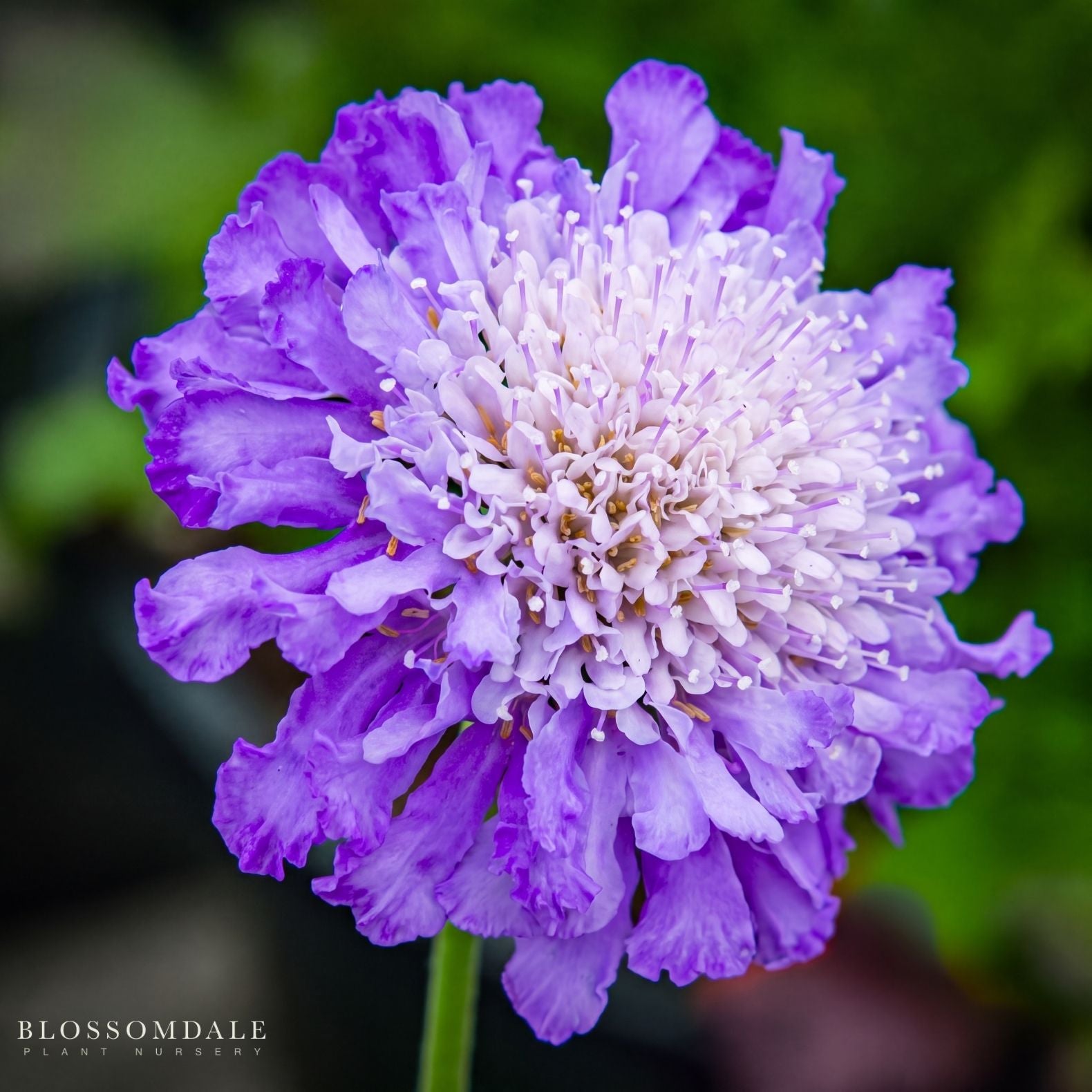 Butterfly Blue Pincushion Flower