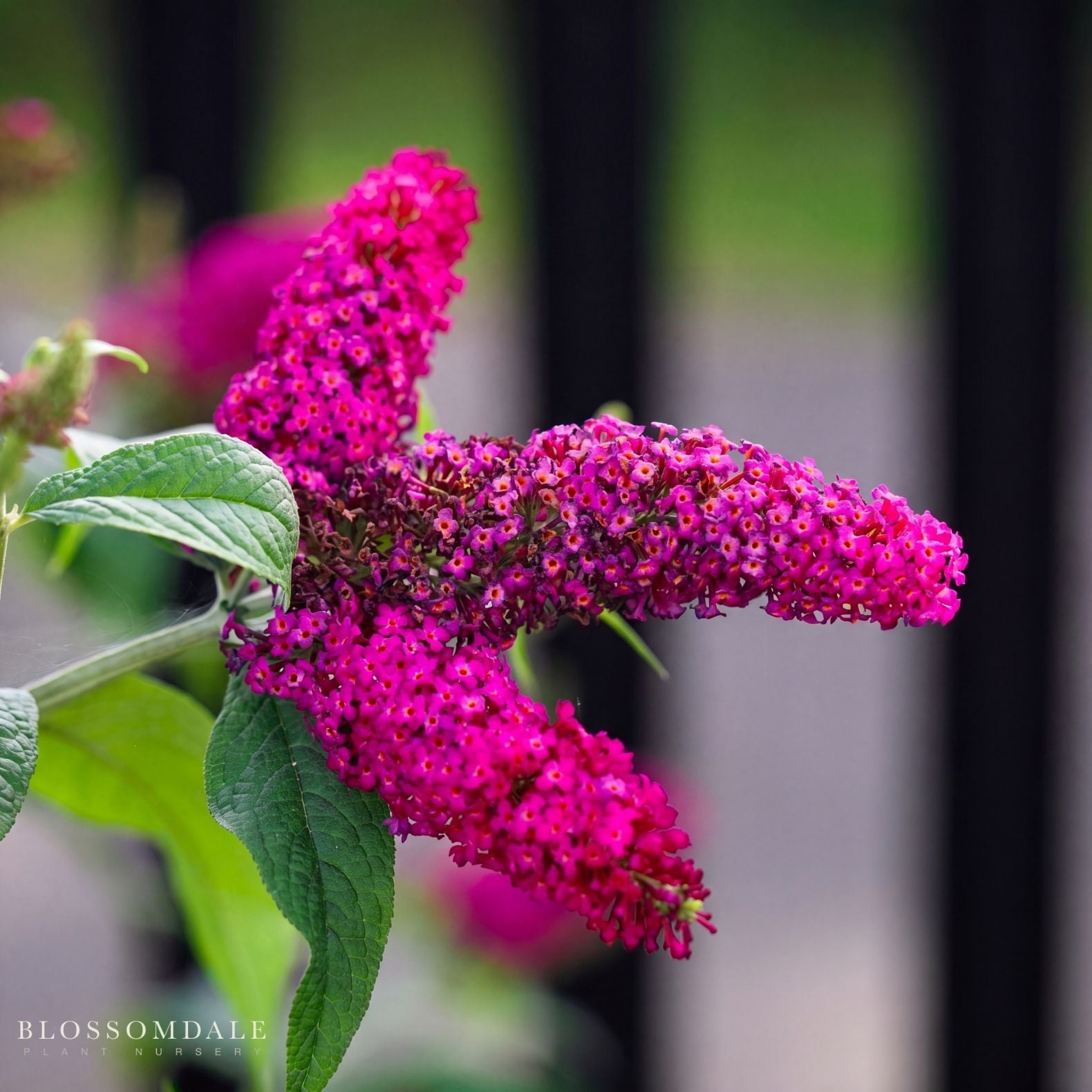 Butterfly Bush 'Buzz Hot Raspberry'