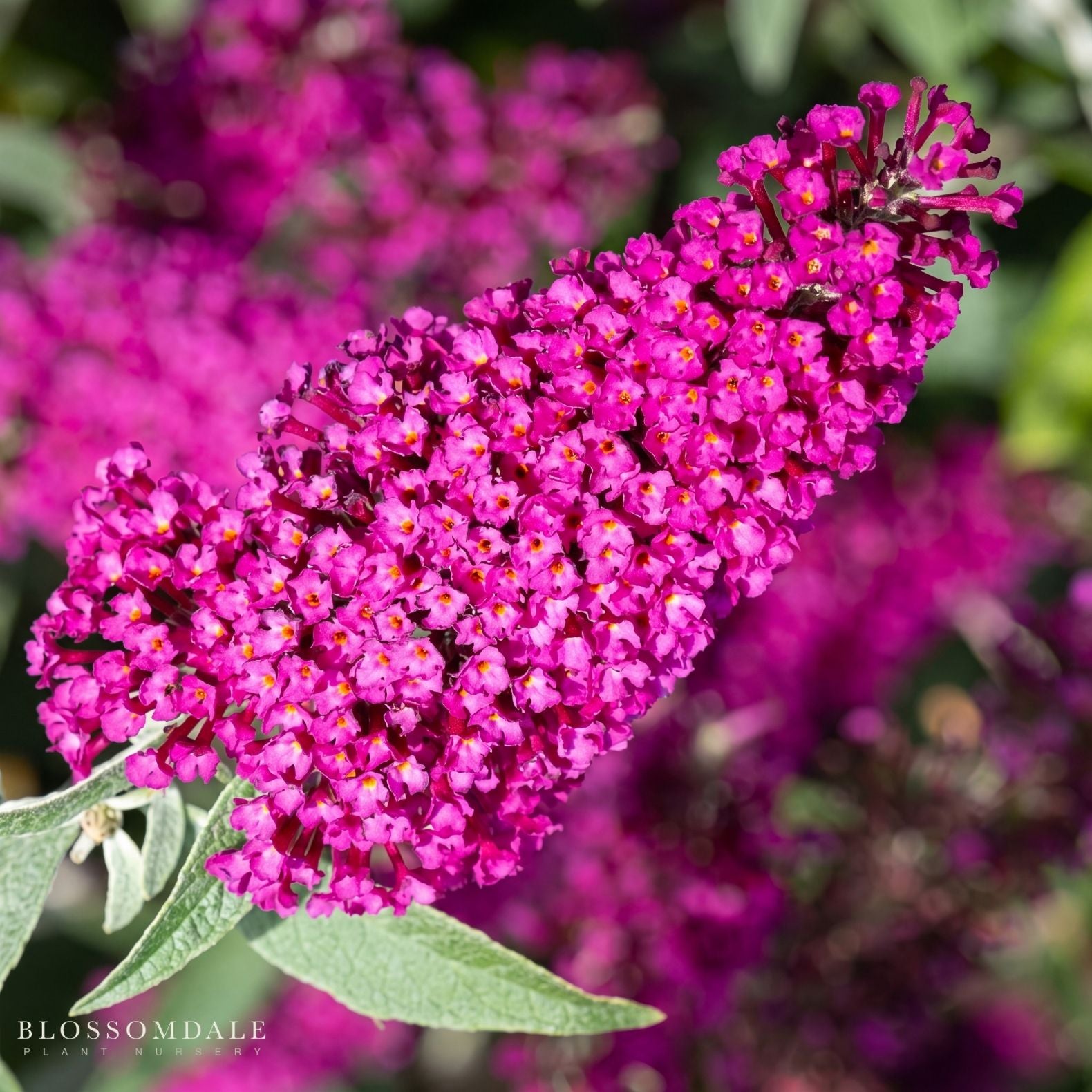 Butterfly Bush 'Buzz Hot Raspberry'