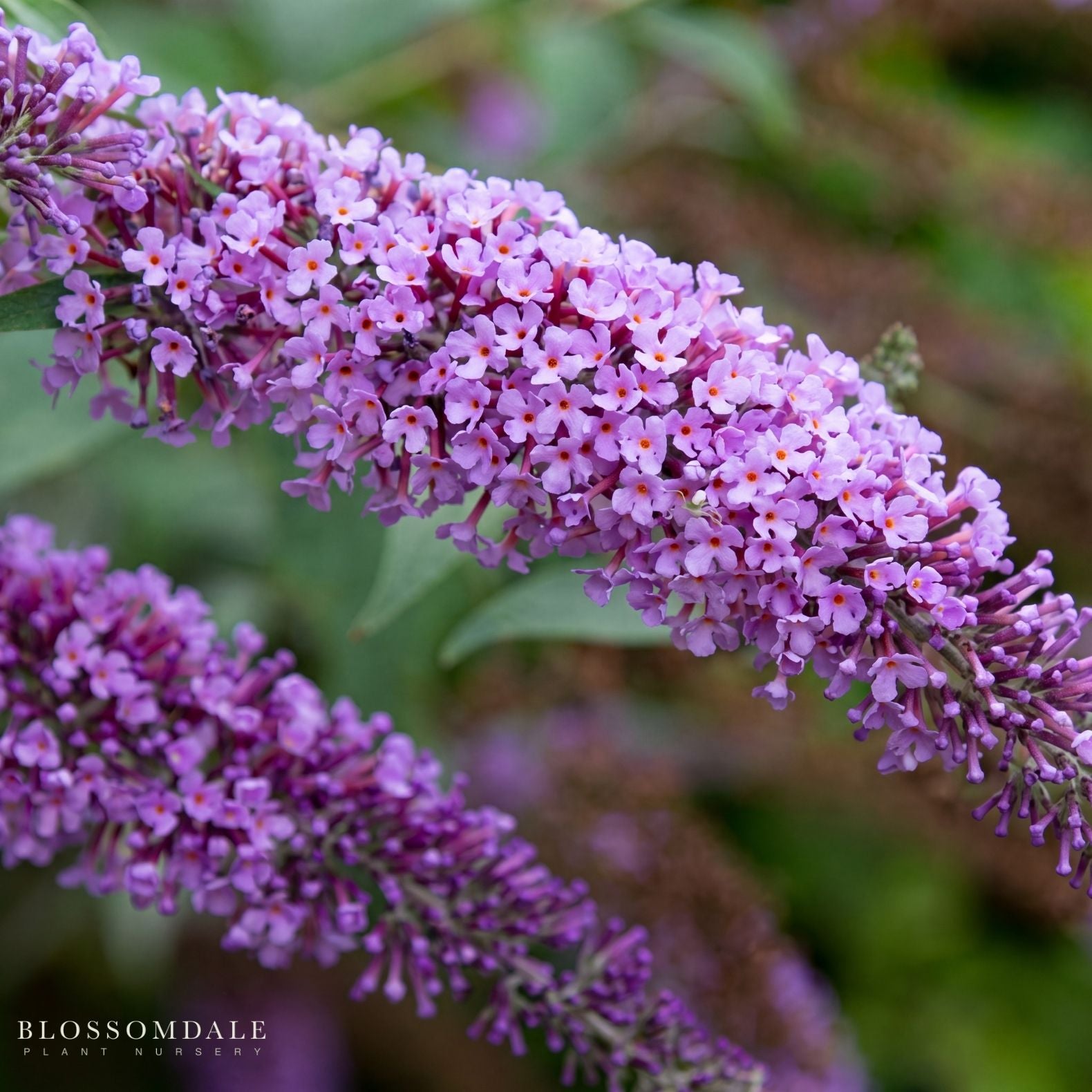 Butterfly Bush 'Buzz Lavender'