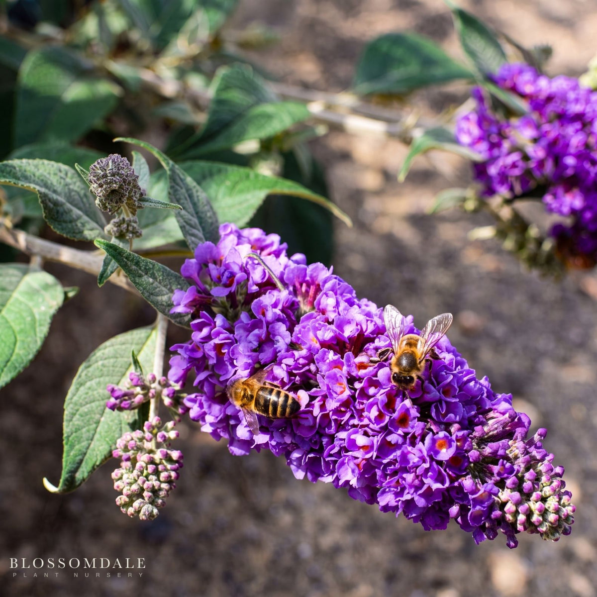 Butterfly Bush 'Buzz Lavender'