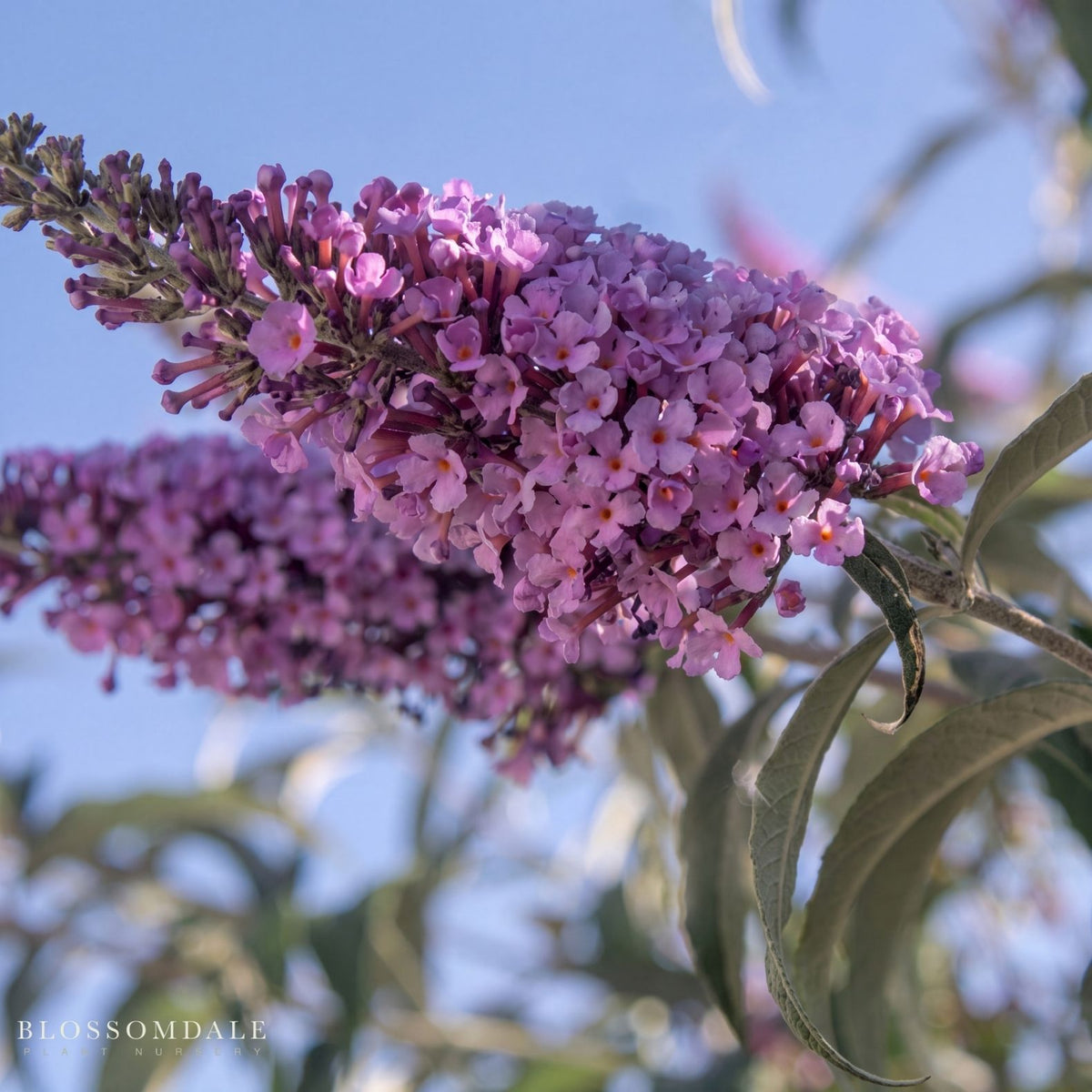 Butterfly Bush 'Buzz Lavender'