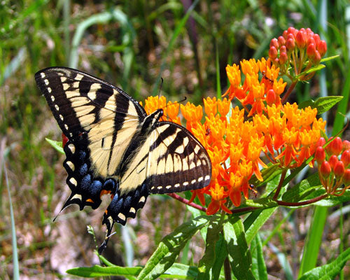 Butterfly Milkweed 'Deep Red'