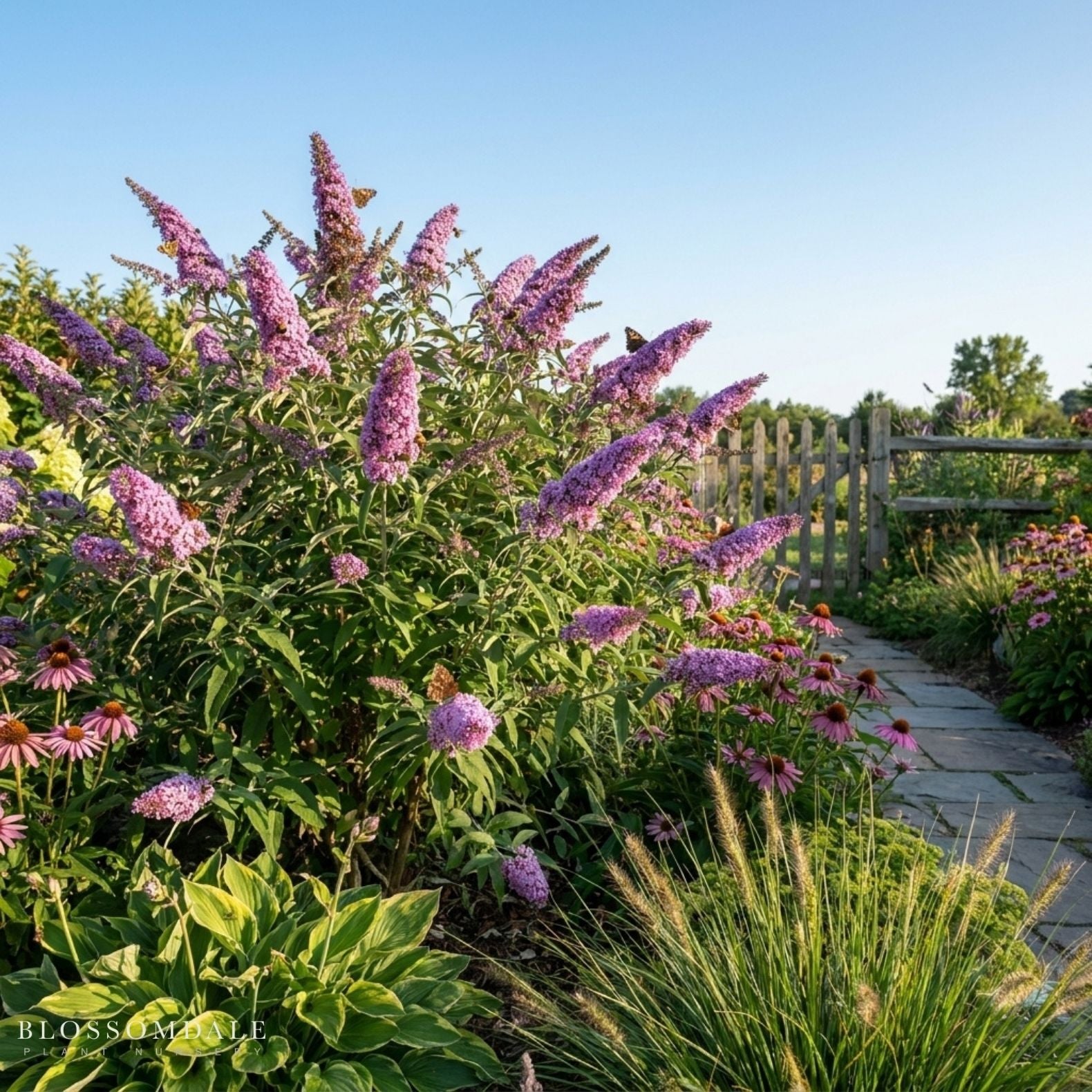 Butterfly Bush 'Buzz Lavender'