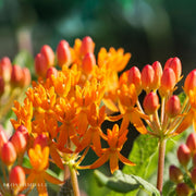 Butterfly Weed 'Asclepias tuberosa' Butterfly Milkweed