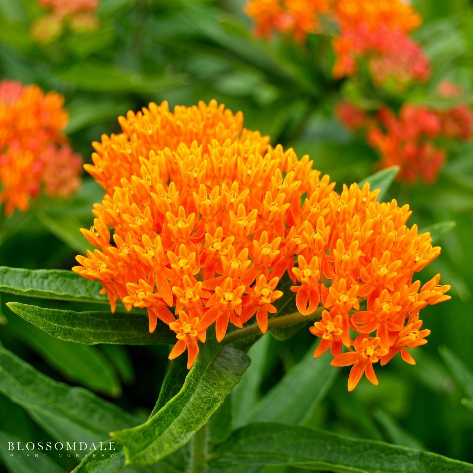 Butterfly Weed 'Asclepias tuberosa' Butterfly Milkweed