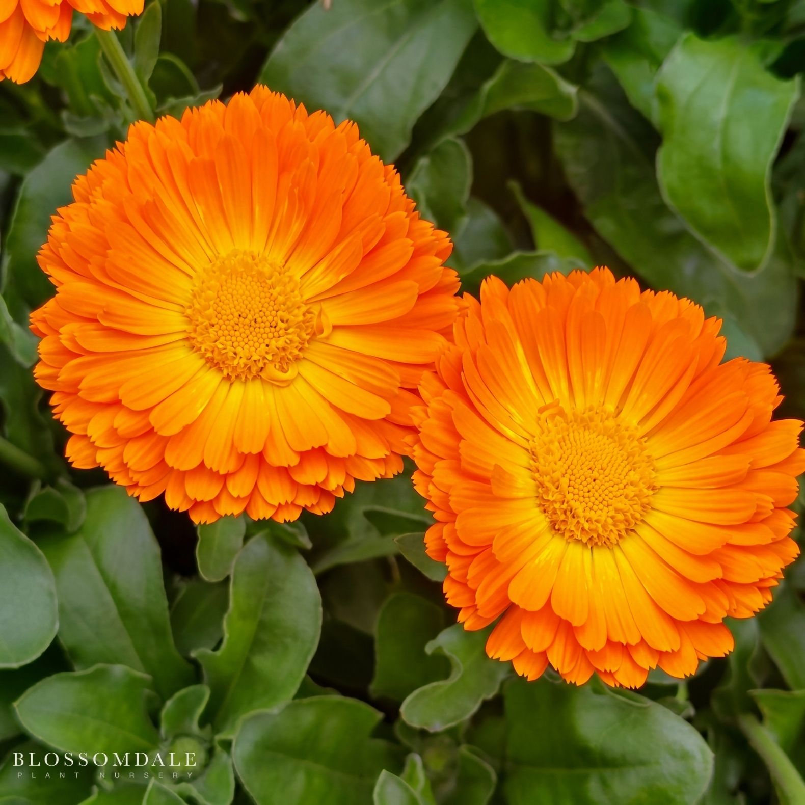 Calendula
