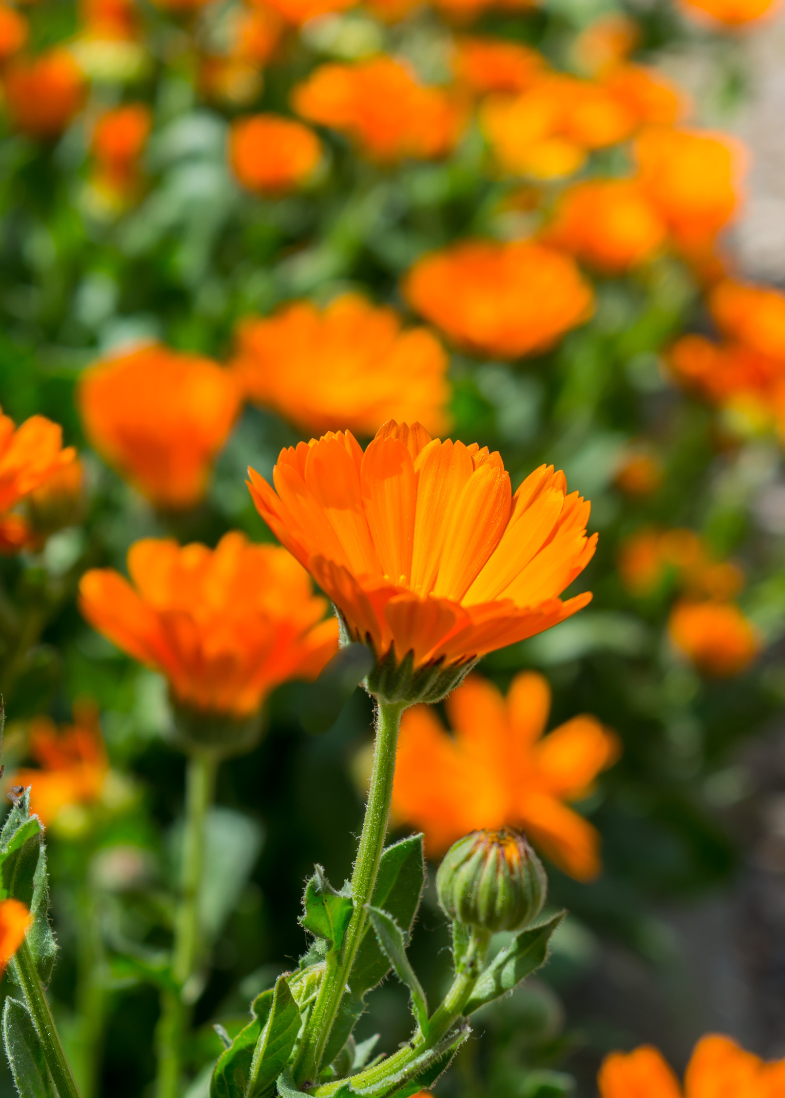 Calendula (Calendula officinalis)