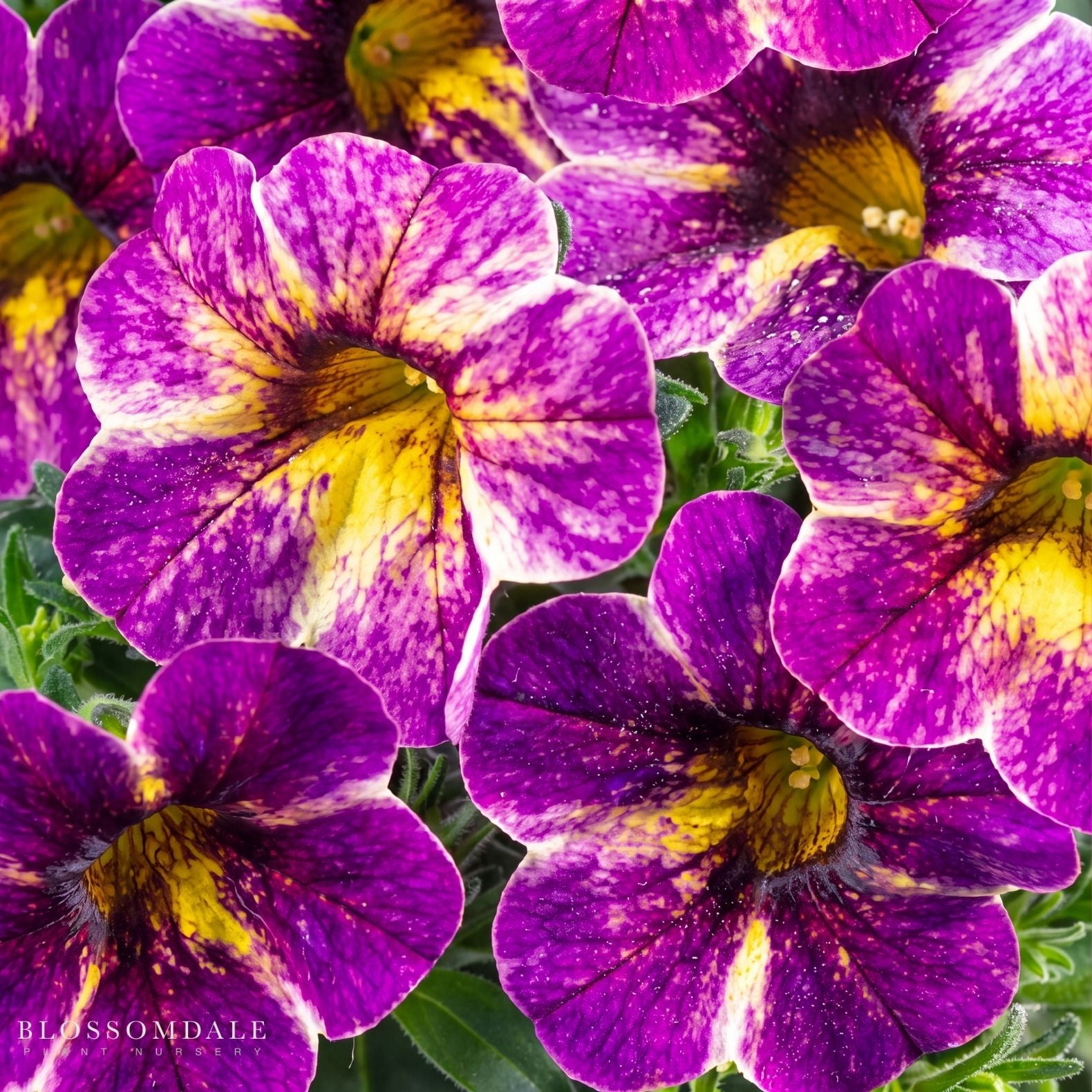Calibrachoa 'Chameleon Blackberry Pie'