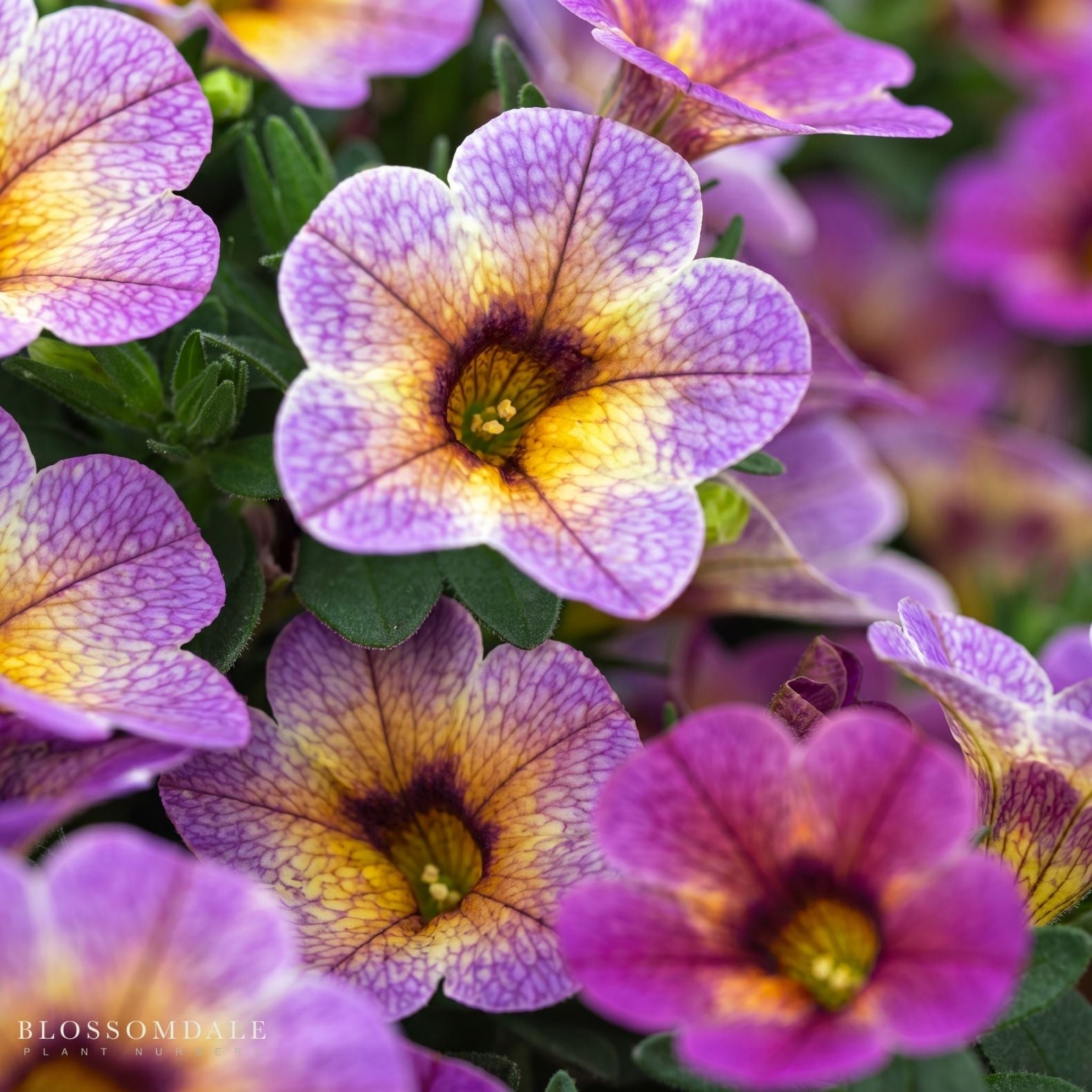 Calibrachoa 'Chameleon Blueberry Scone'