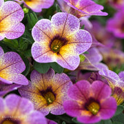 Calibrachoa 'Chameleon Blueberry Scone'