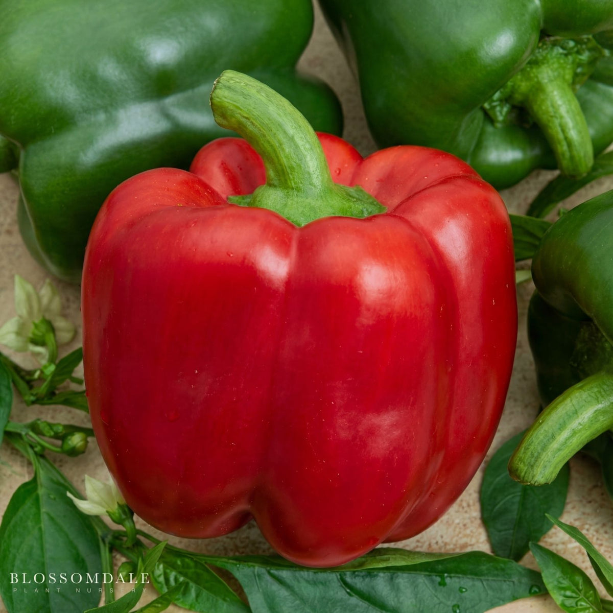 California Wonder Pepper Seeds - heirloom bell pepper