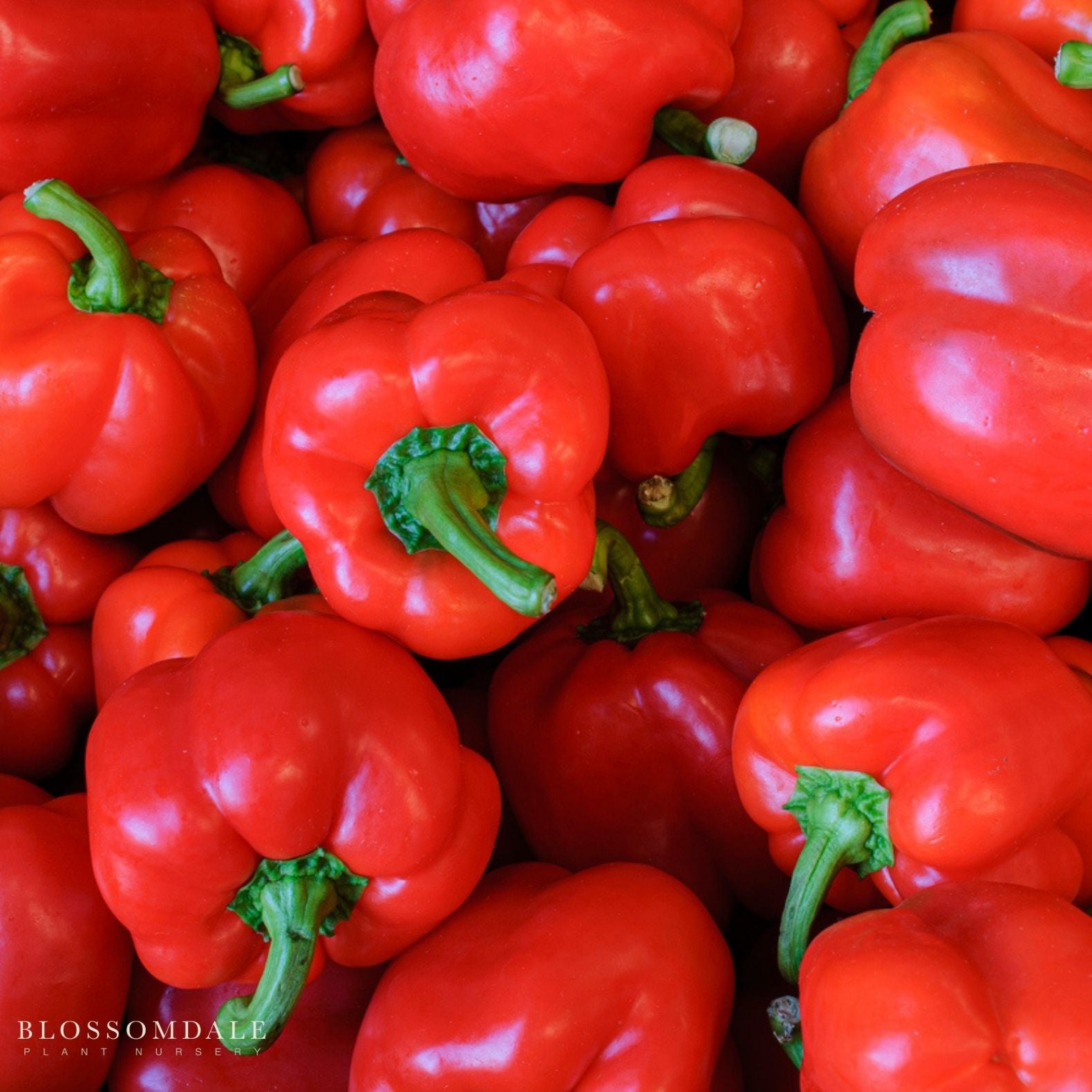 California Wonder Pepper Seeds