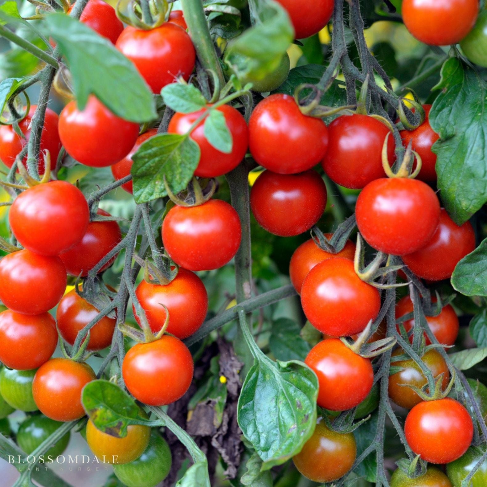 Candyland Red Tomato Seeds