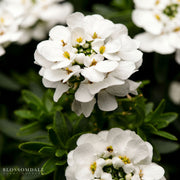 Iberis Candytuft ‘Purity’