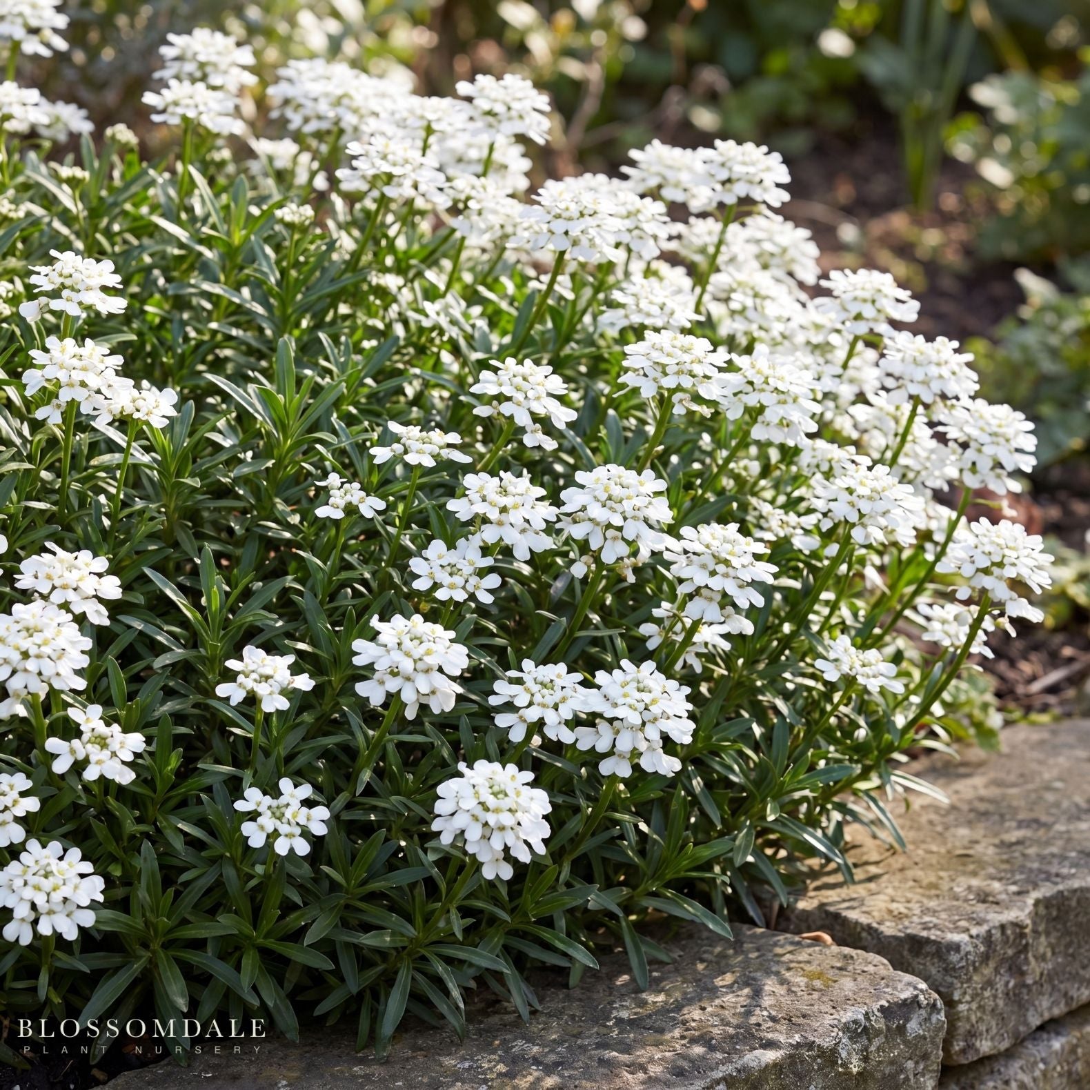 Iberis Candytuft ‘Purity’
