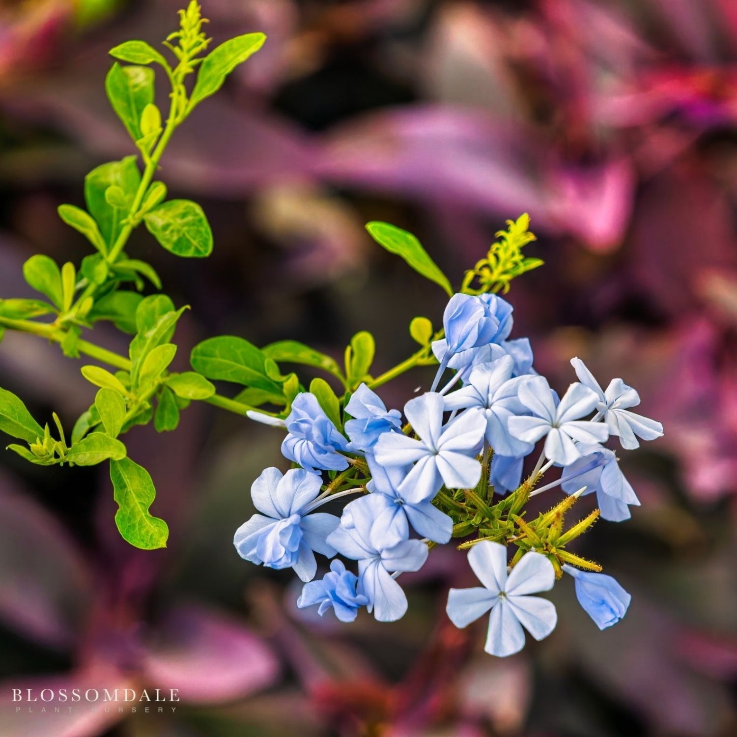 The Plumbago Imperial Blue - Live Flowering Plant is a fast-growing, container-friendly shrub with long-blooming sky-blue flowers and green leaves, perfect for warm, sunny yards.