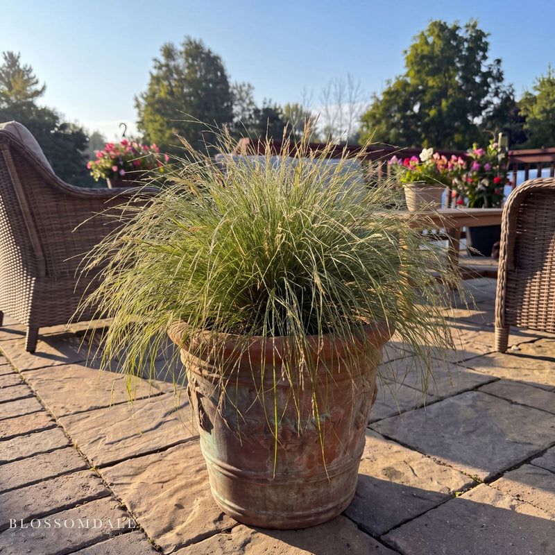 Carex albula