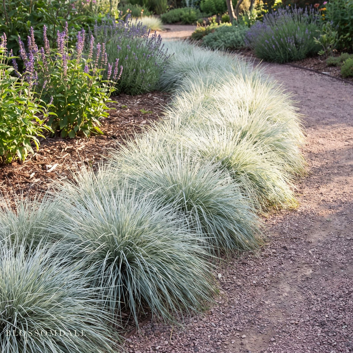 Carex albula