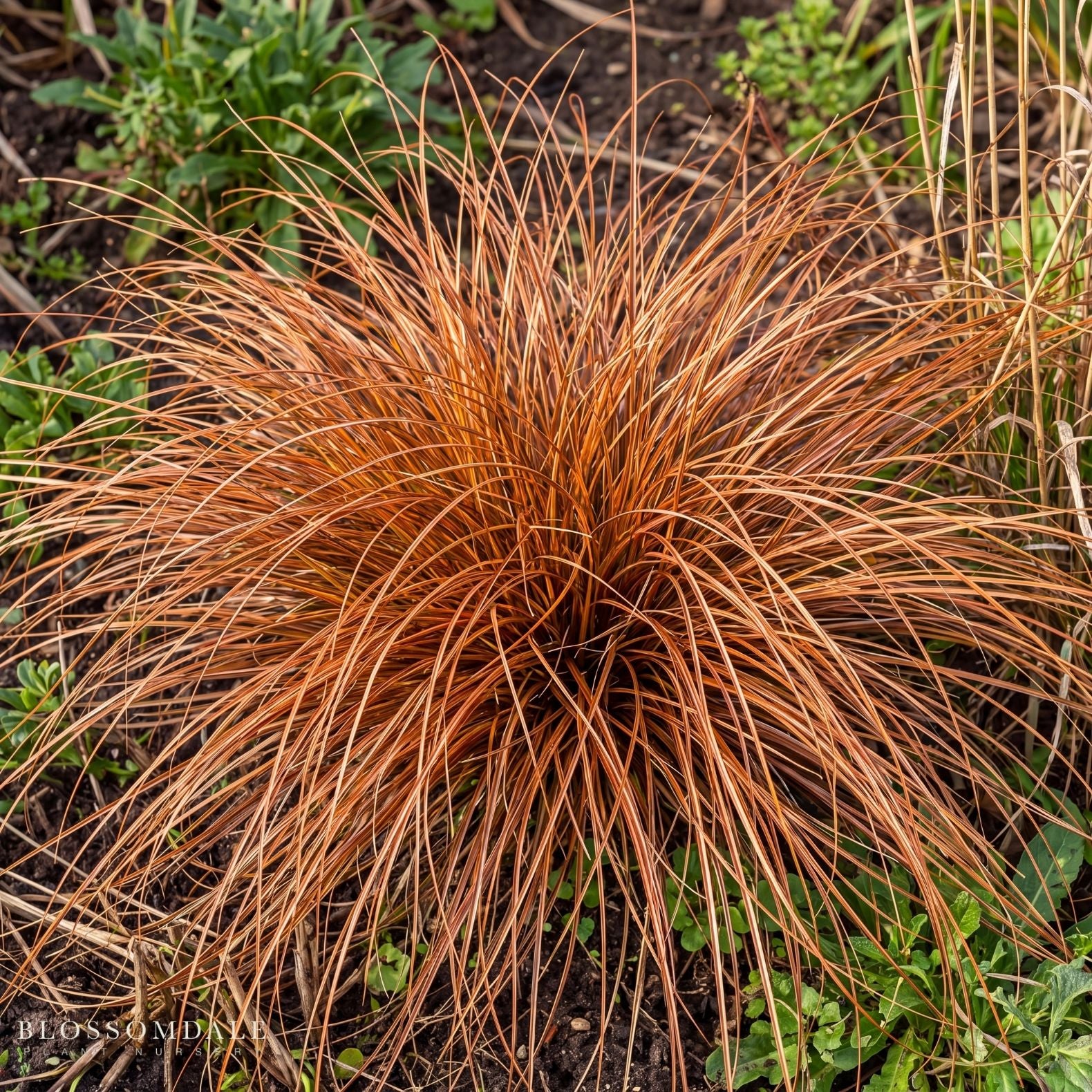 Carex 'Rooster Red'