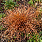 Carex 'Rooster Red'