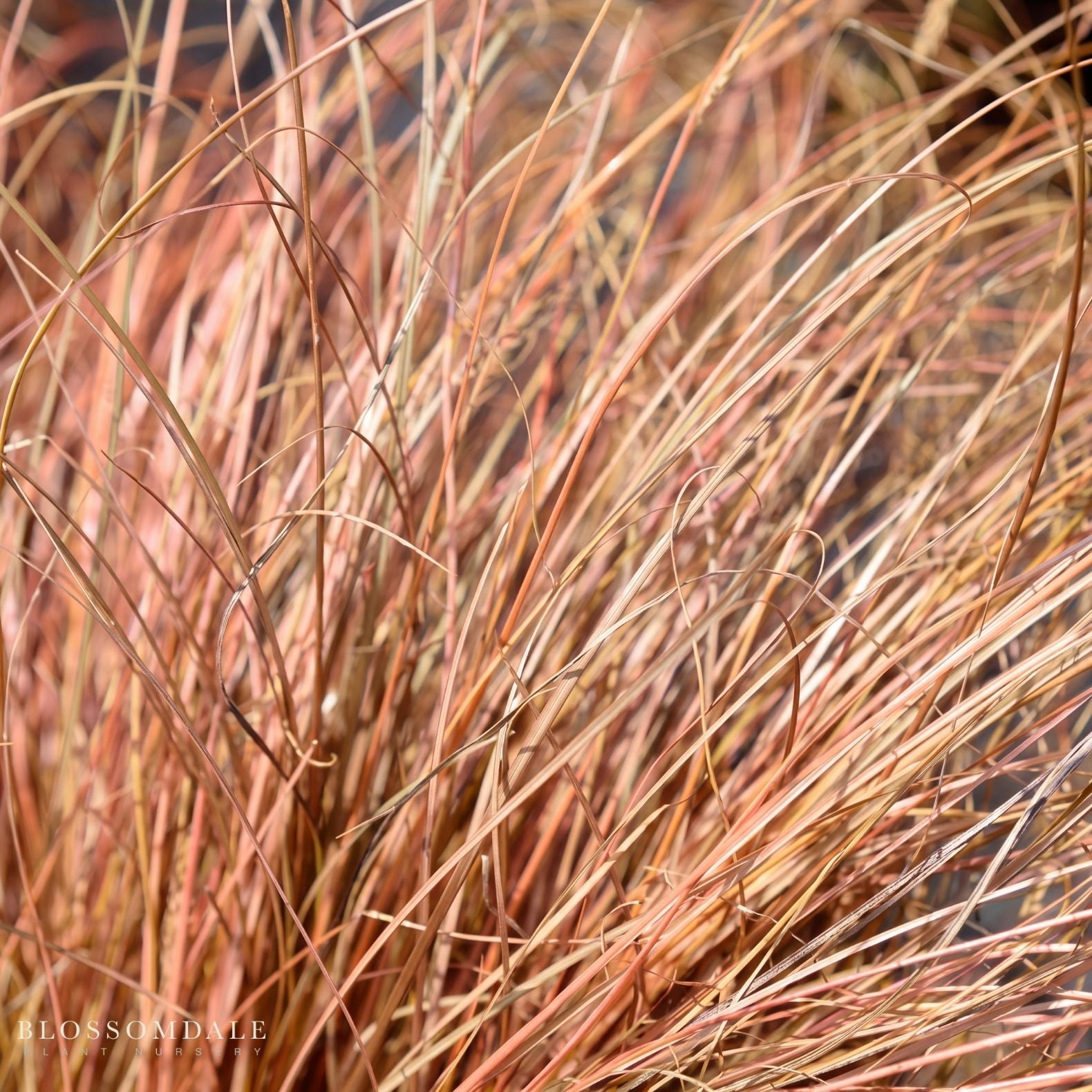 Carex 'Rooster Red'