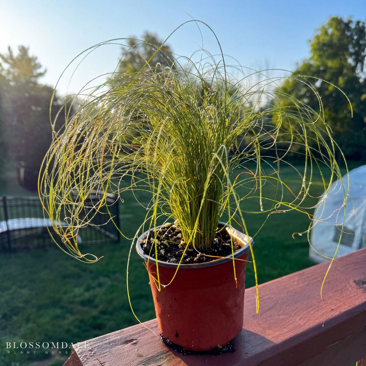 Carex albula