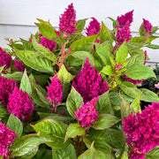 Celosia