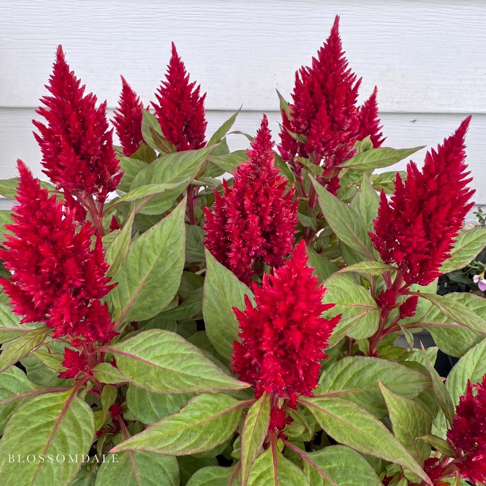 Celosia