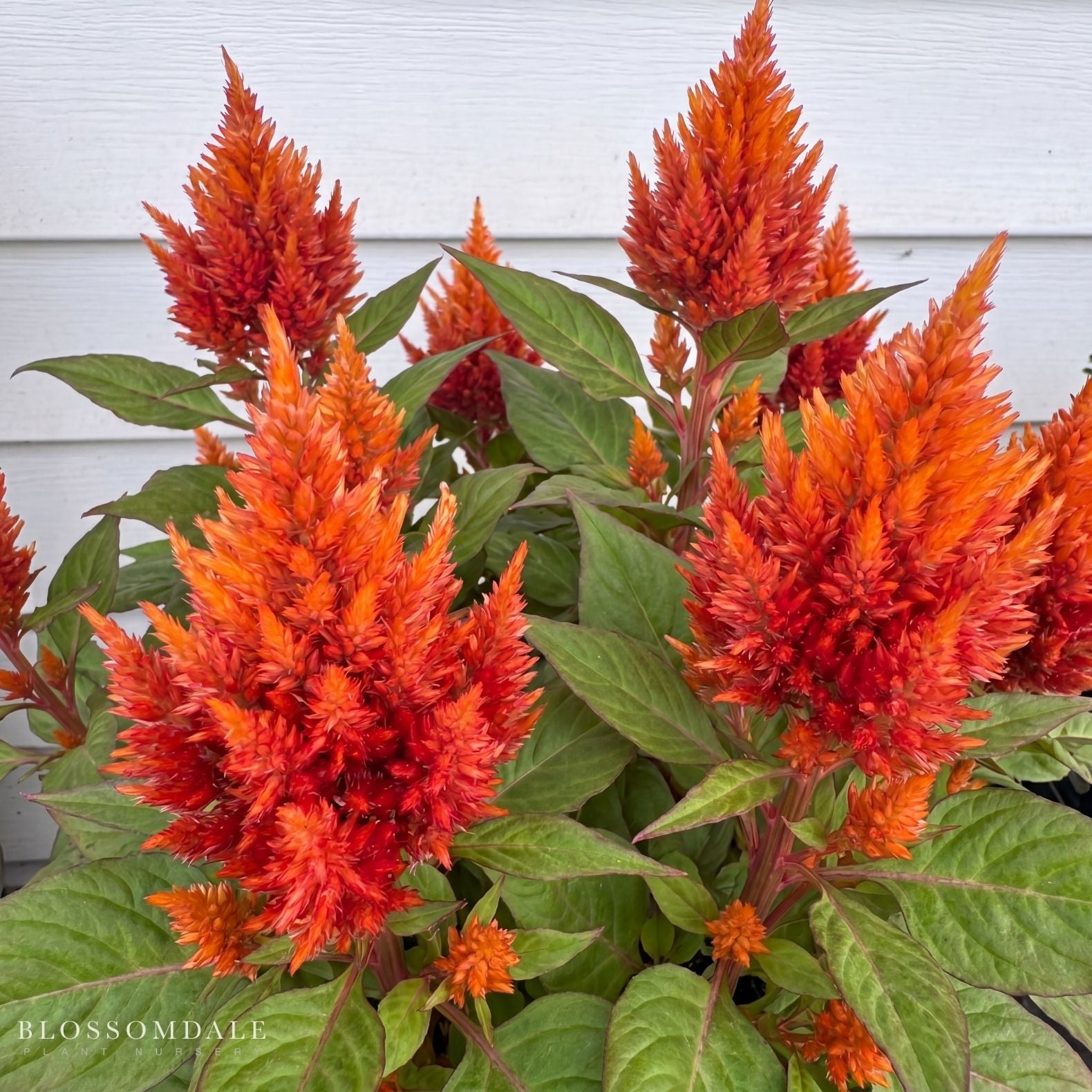 Celosia