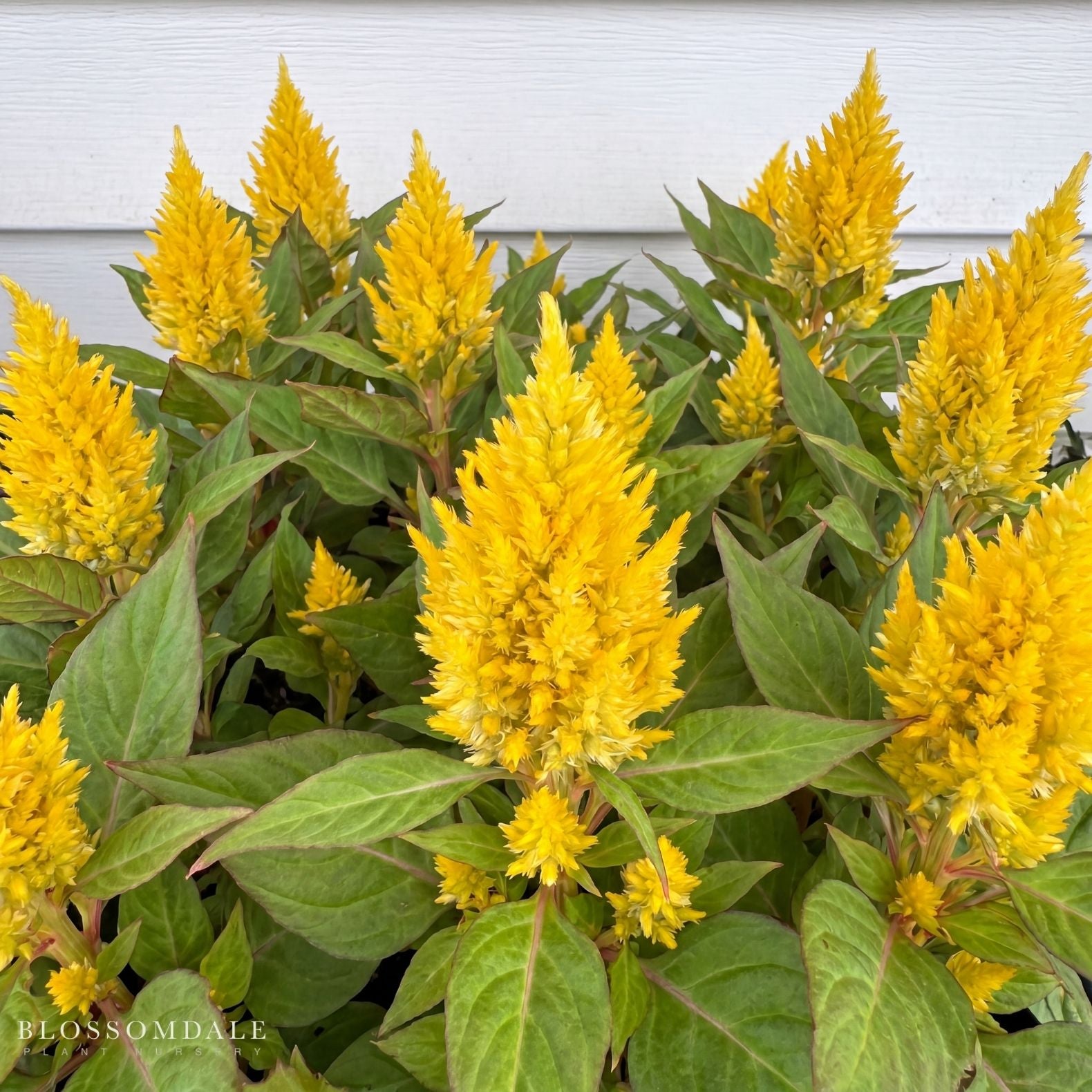 Celosia