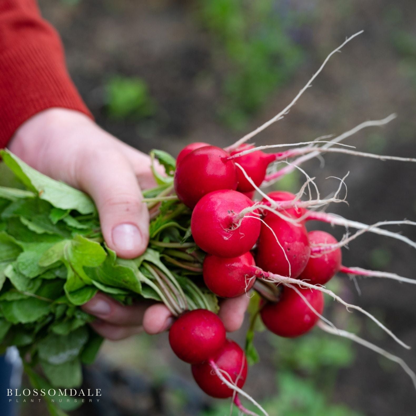 Cherry Belle Radish Seeds