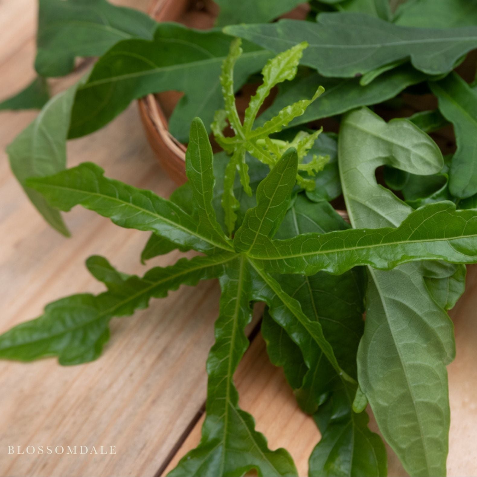 Chief Kubo’s South Sea Salad Tree