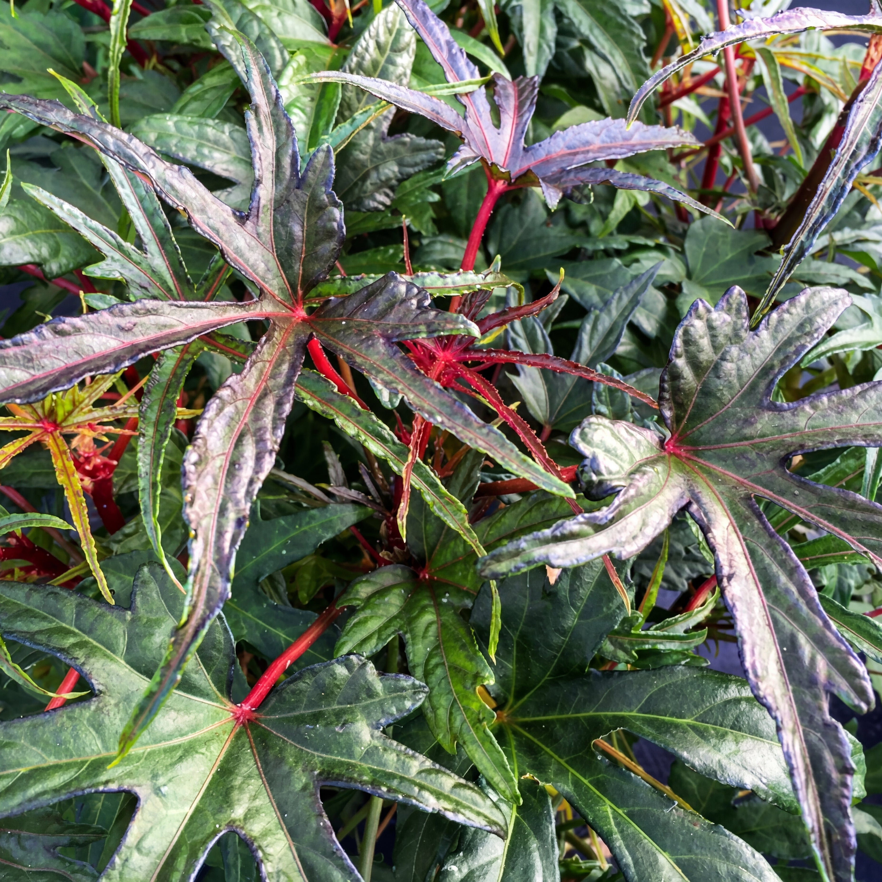 Edible Hibiscus "Chief Kubo’s Prize"