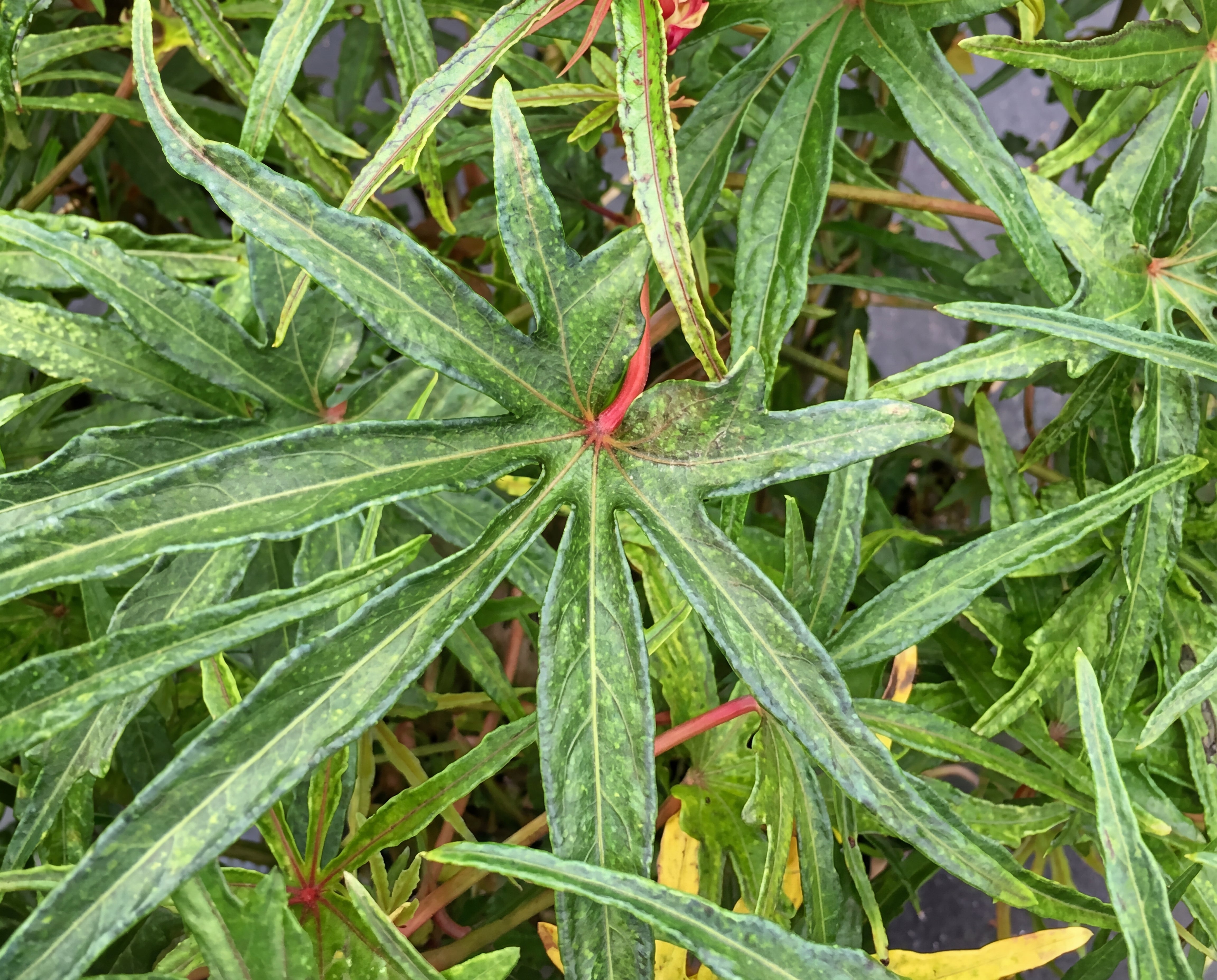 Chief Kubo’s South Sea Salad Tree
