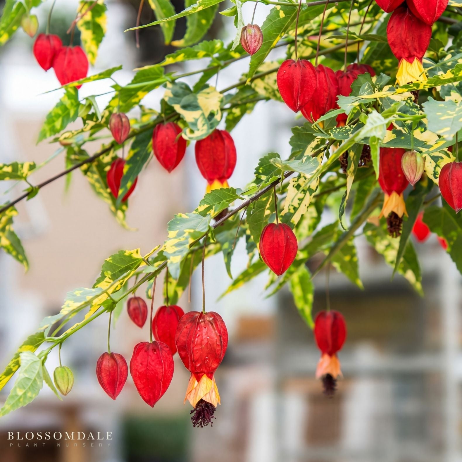 Chinese Lantern