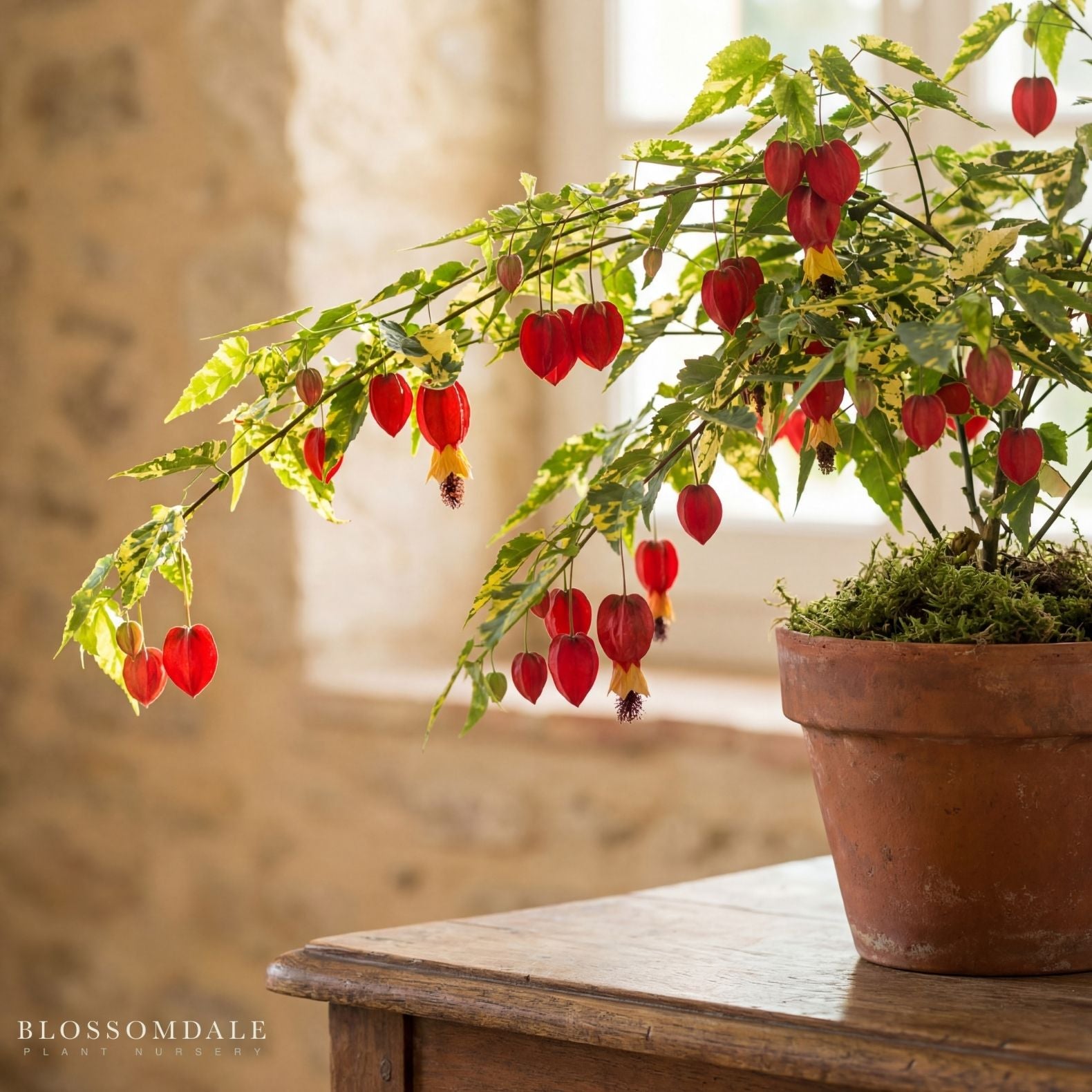 Chinese Lantern