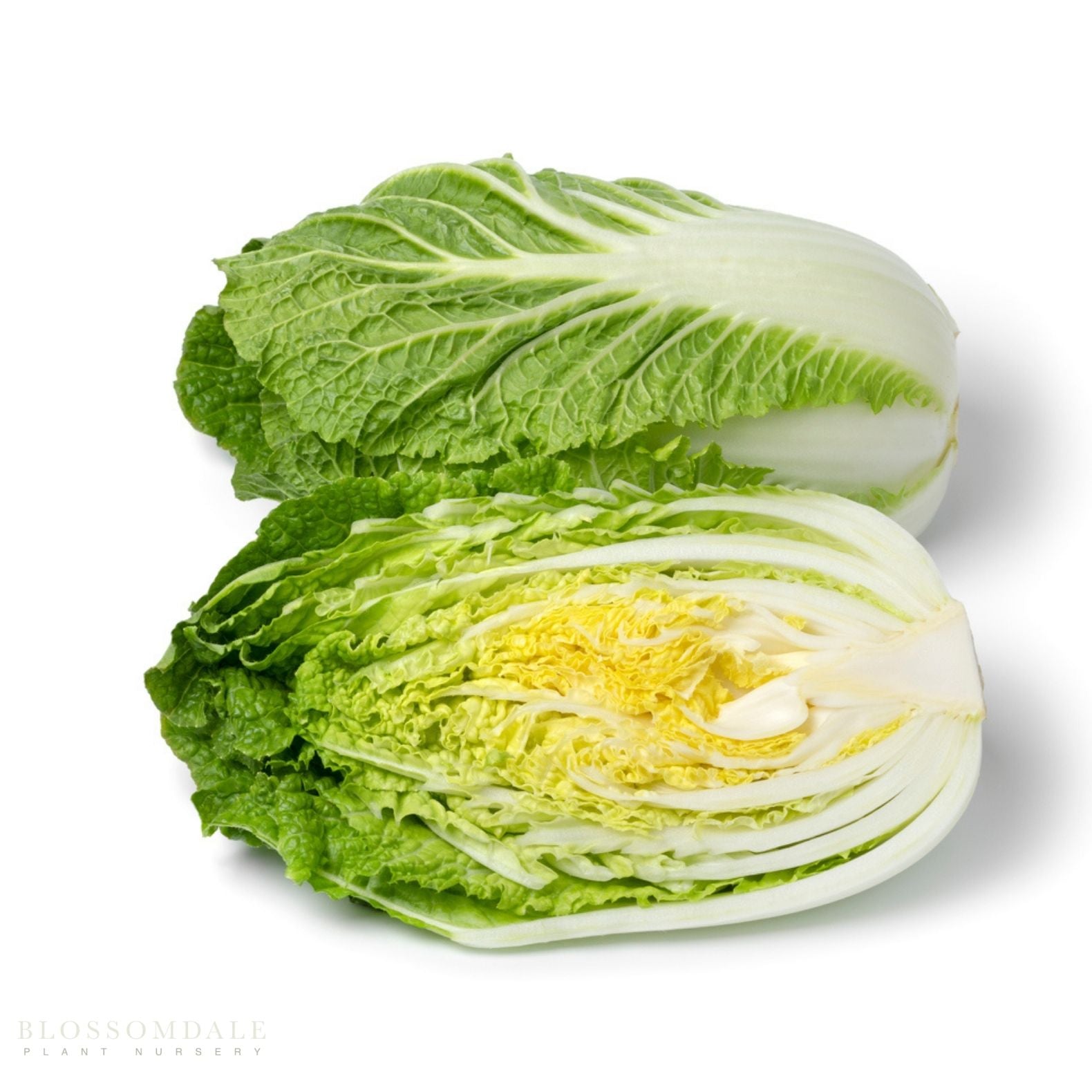 China Gold Cabbage Seeds