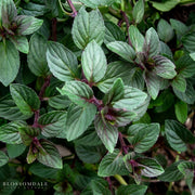 Chocolate Mint