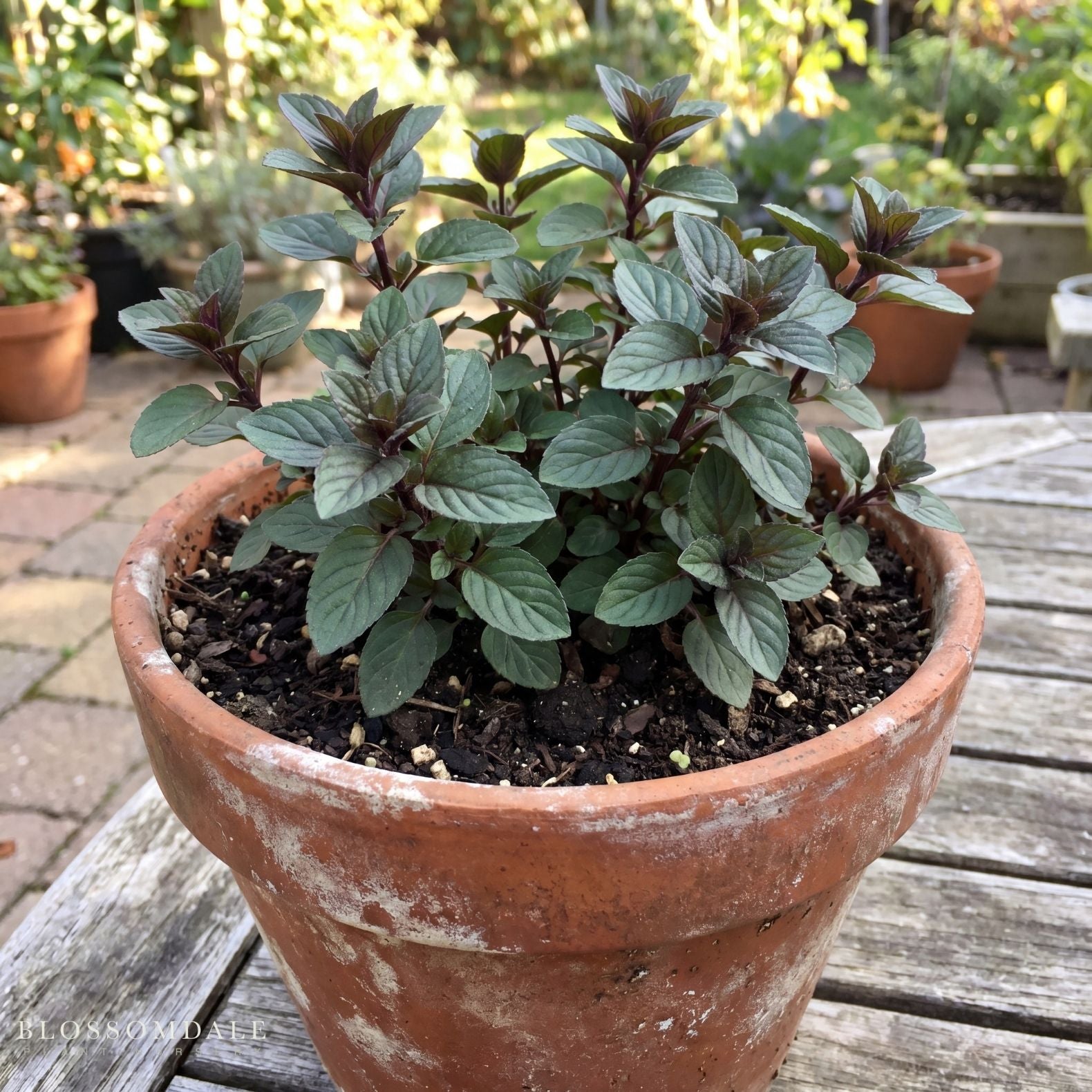 Chocolate Mint