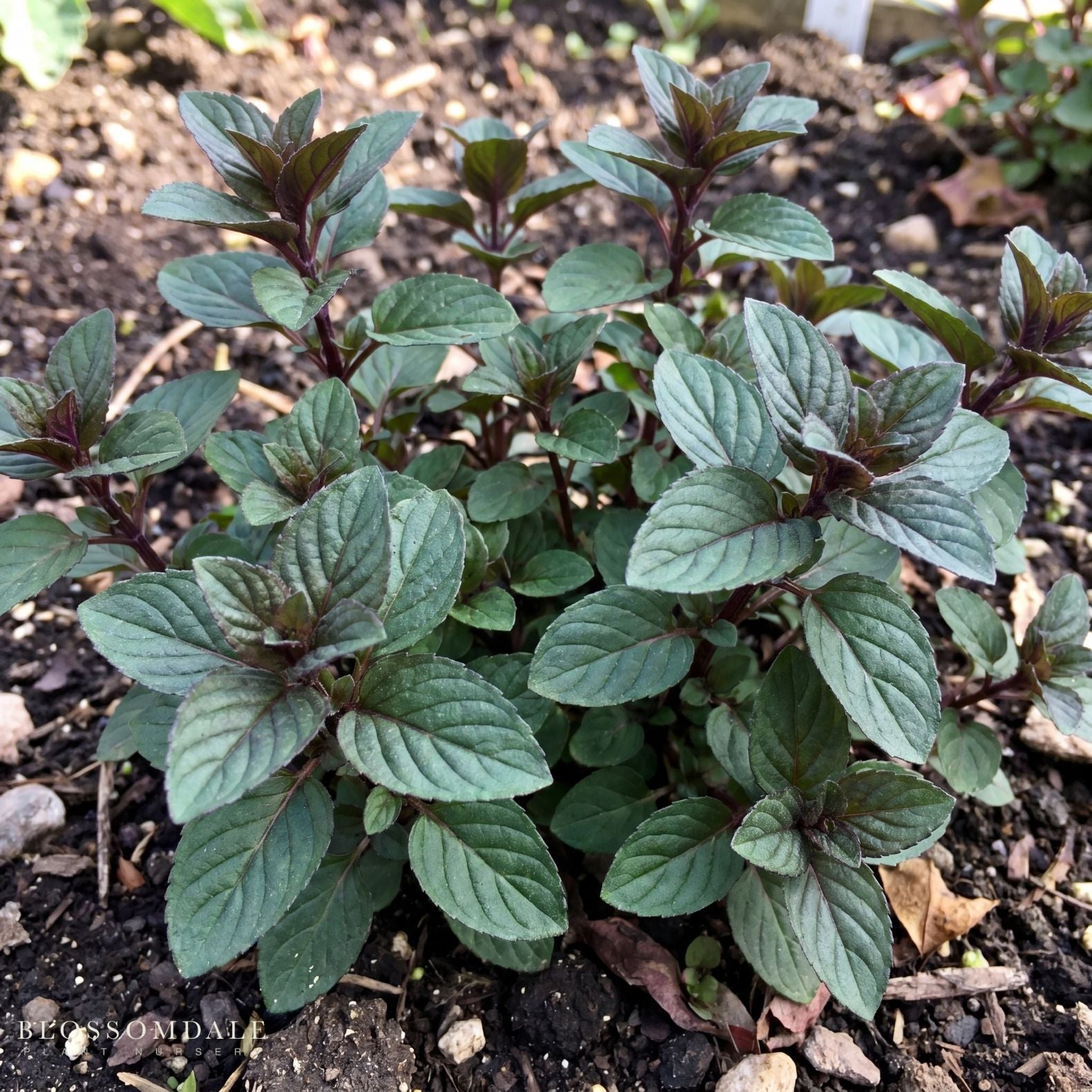 Chocolate Mint
