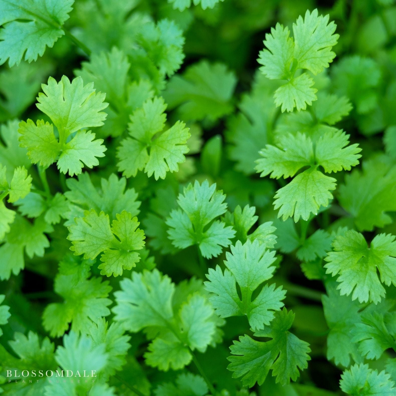Santo Cilantro Seeds