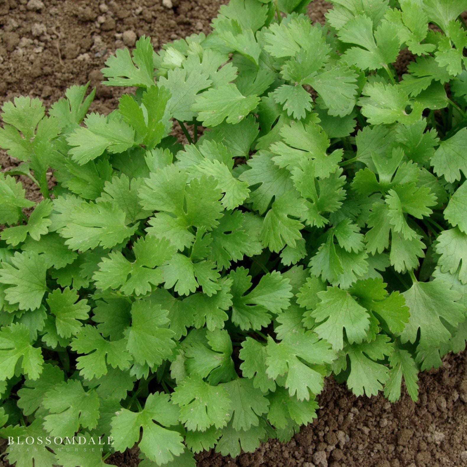 Santo Cilantro Seeds