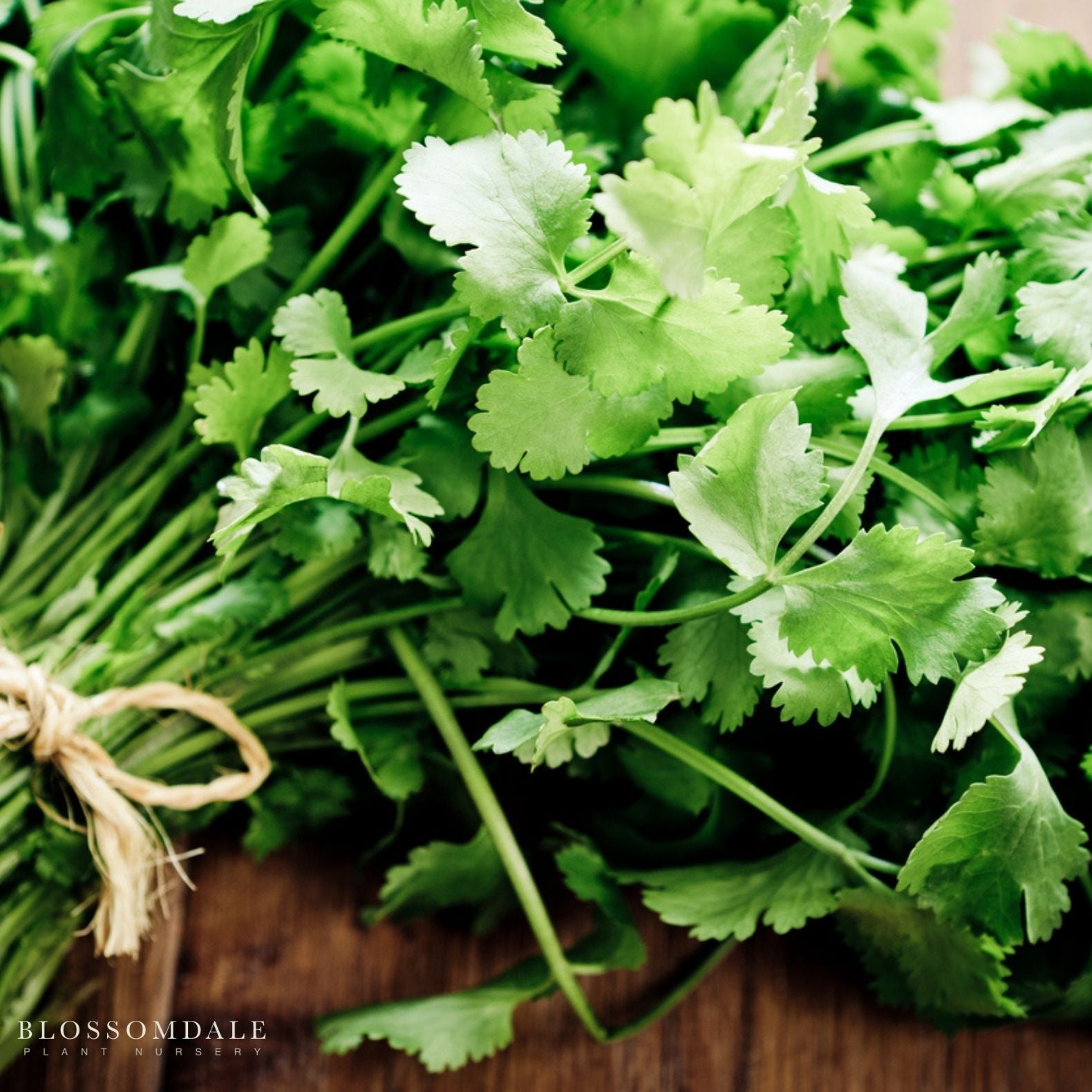 Santo Cilantro Seeds