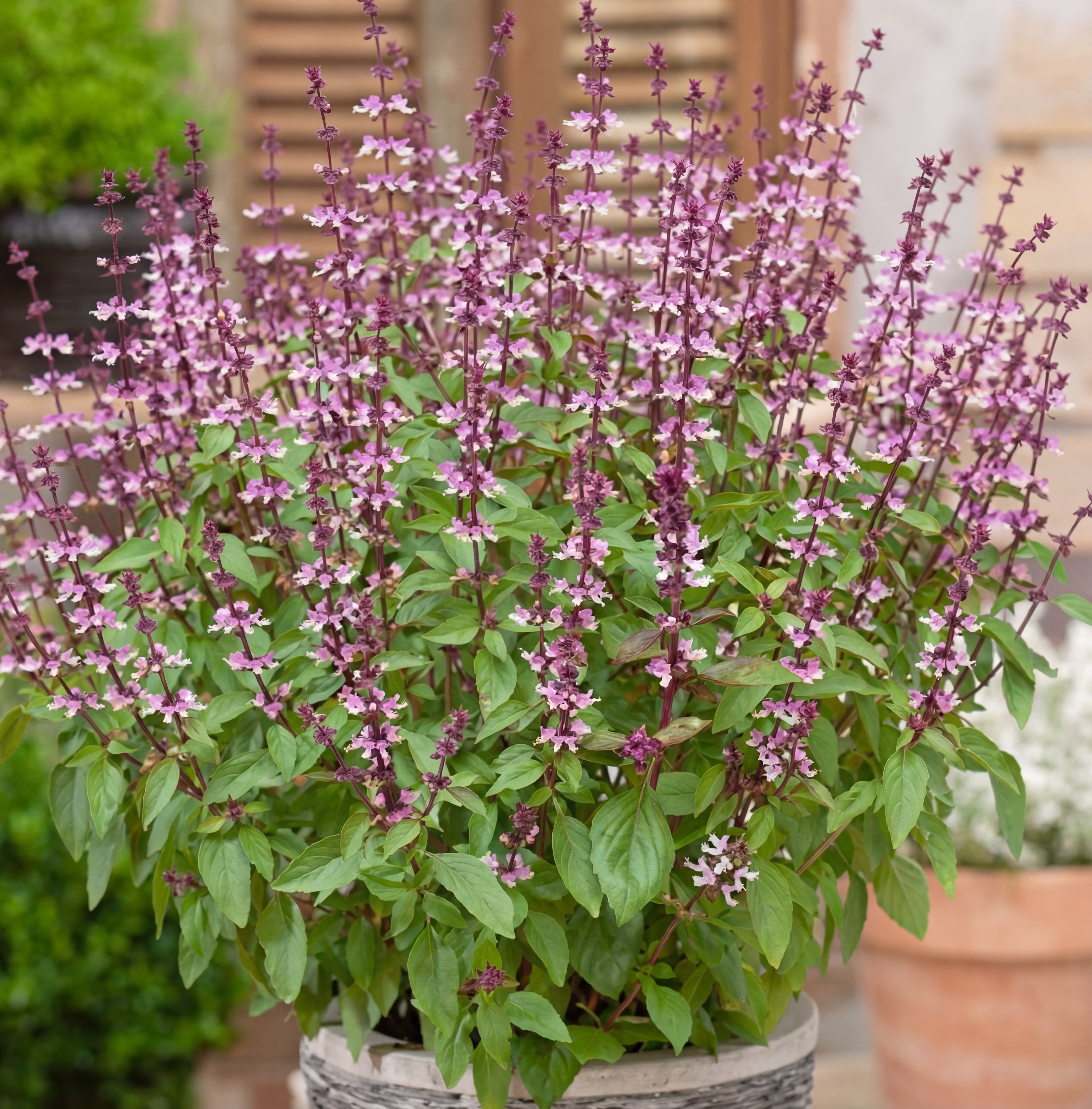 Cinnamon Basil seeds