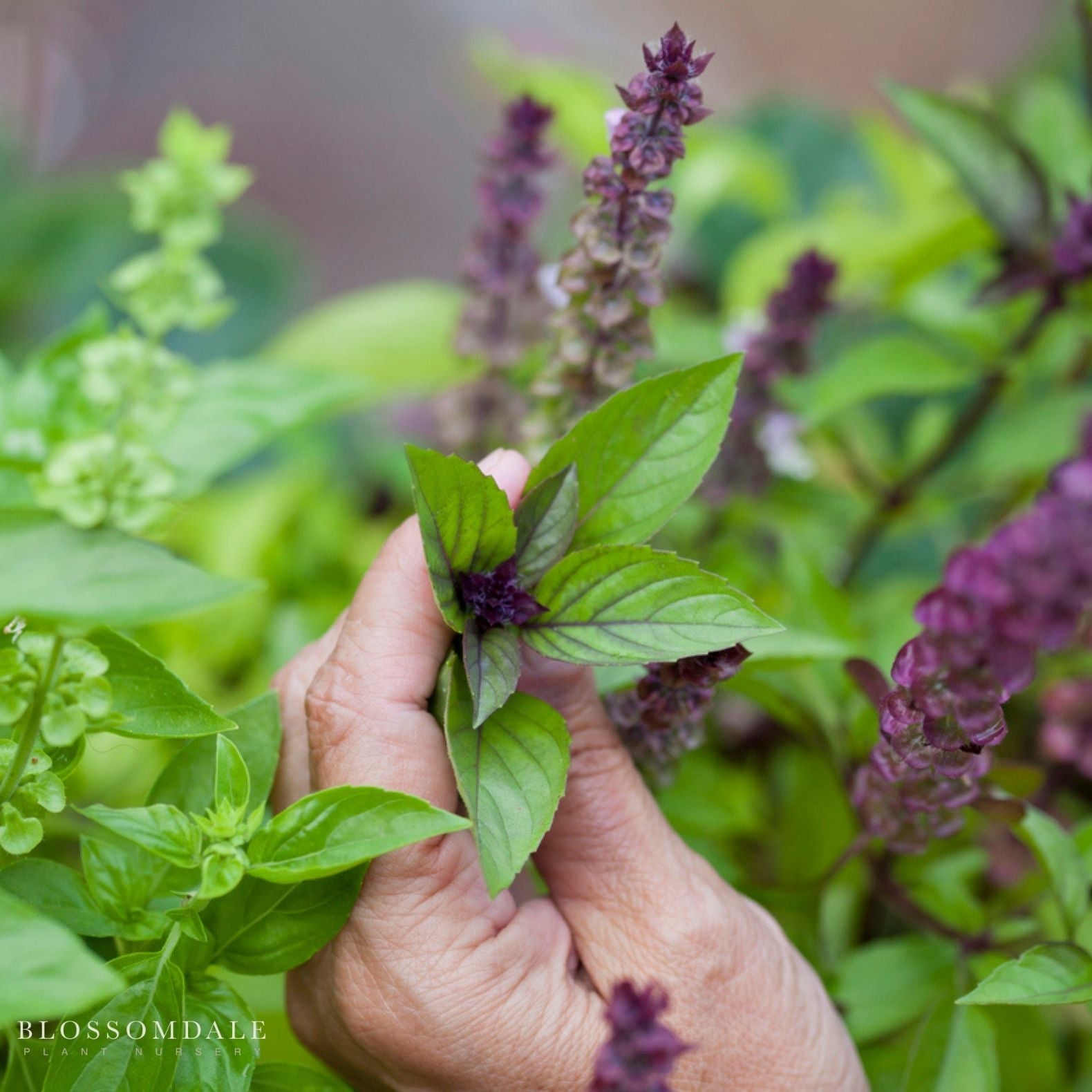 Cinnamon Basil seeds