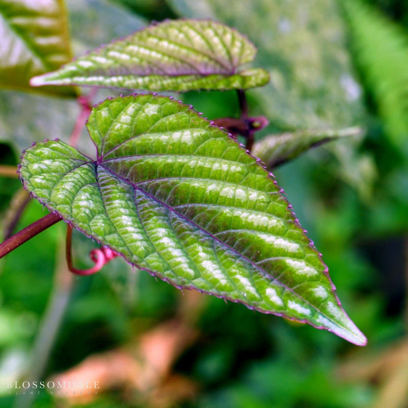 Cissus Discolor Rex Begonia Vine