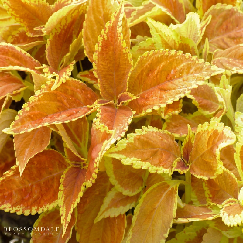 Coleus 'Rustic Orange'