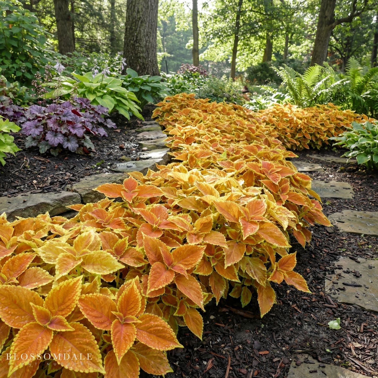 Coleus 'Rustic Orange'