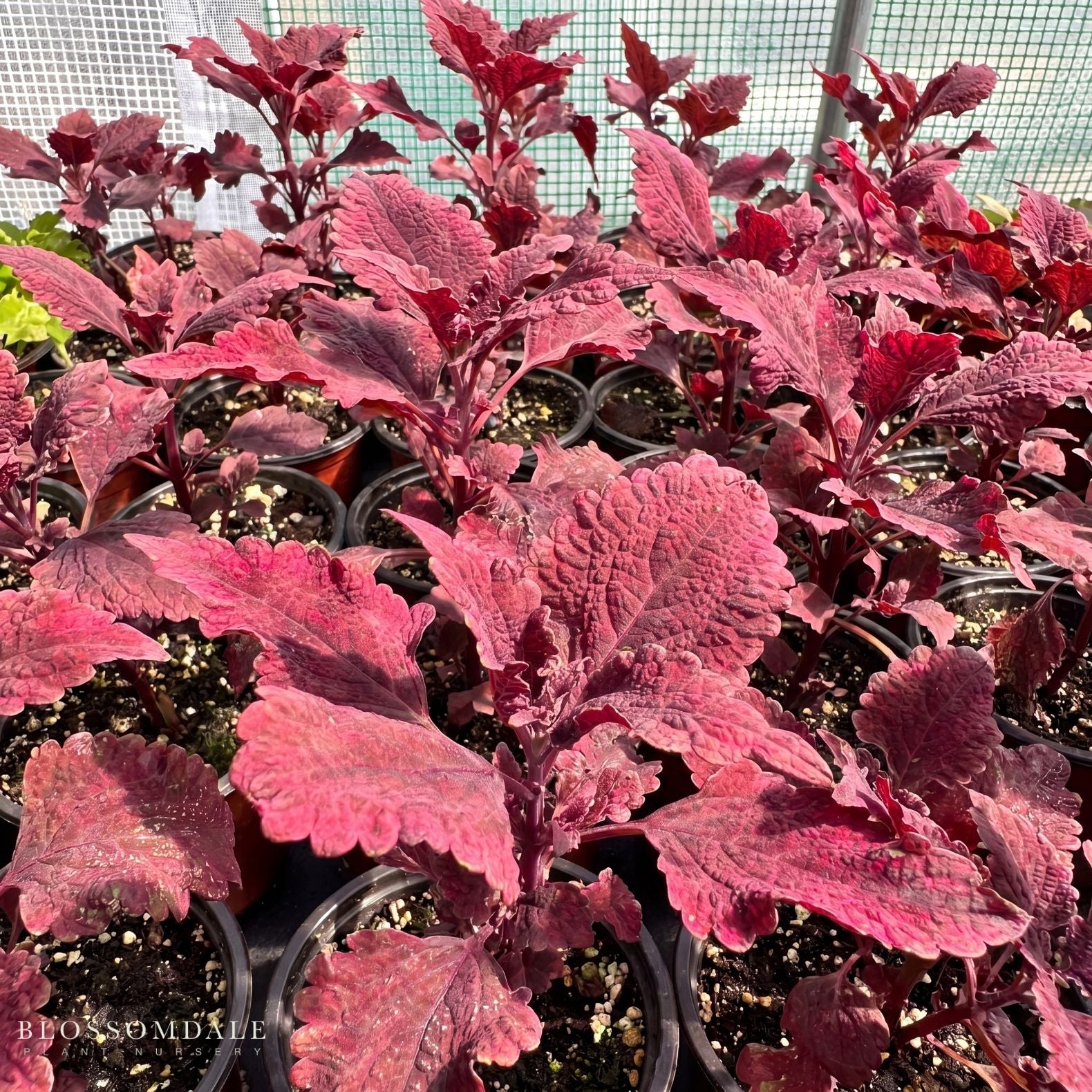 Coleus 'Hot Lava'